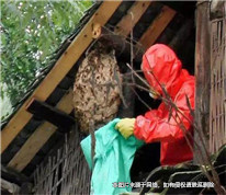前人取蜂窩后人被馬蜂蜇死，前者是否需要承擔賠償責任？